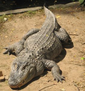 Van Saun - Alligator