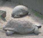 Van Saun Tortoise