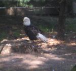 Vaun Saun - Bald Eagle